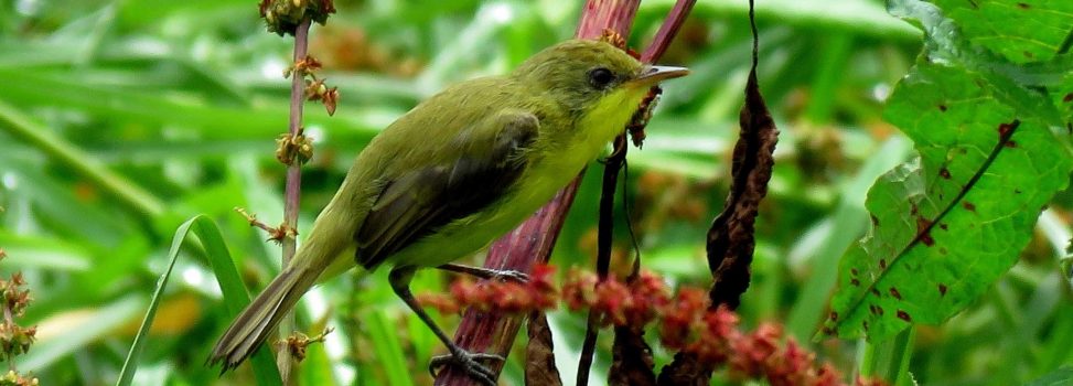 Encuentran ave en peligro de extinción en la cuenca del río Las Ceibas