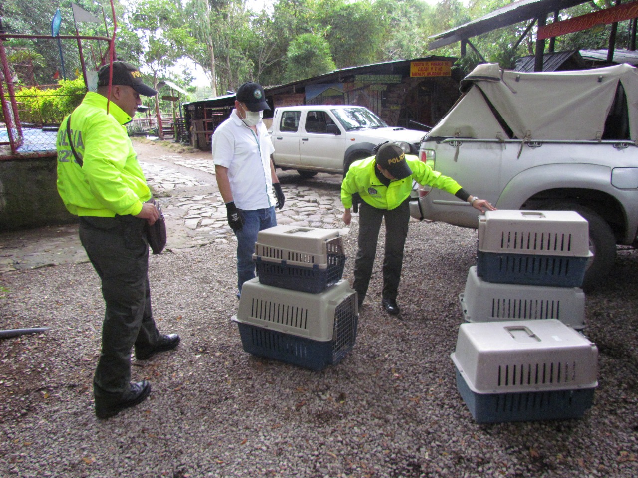 Corpocesar y la Dijin rescatan 118 animales silvestres en el Cesar