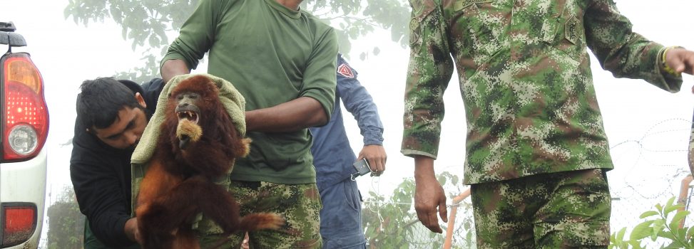 Mono aullador rescatado por el Ejército Nacional y Cortolima lucha por sobrevivir