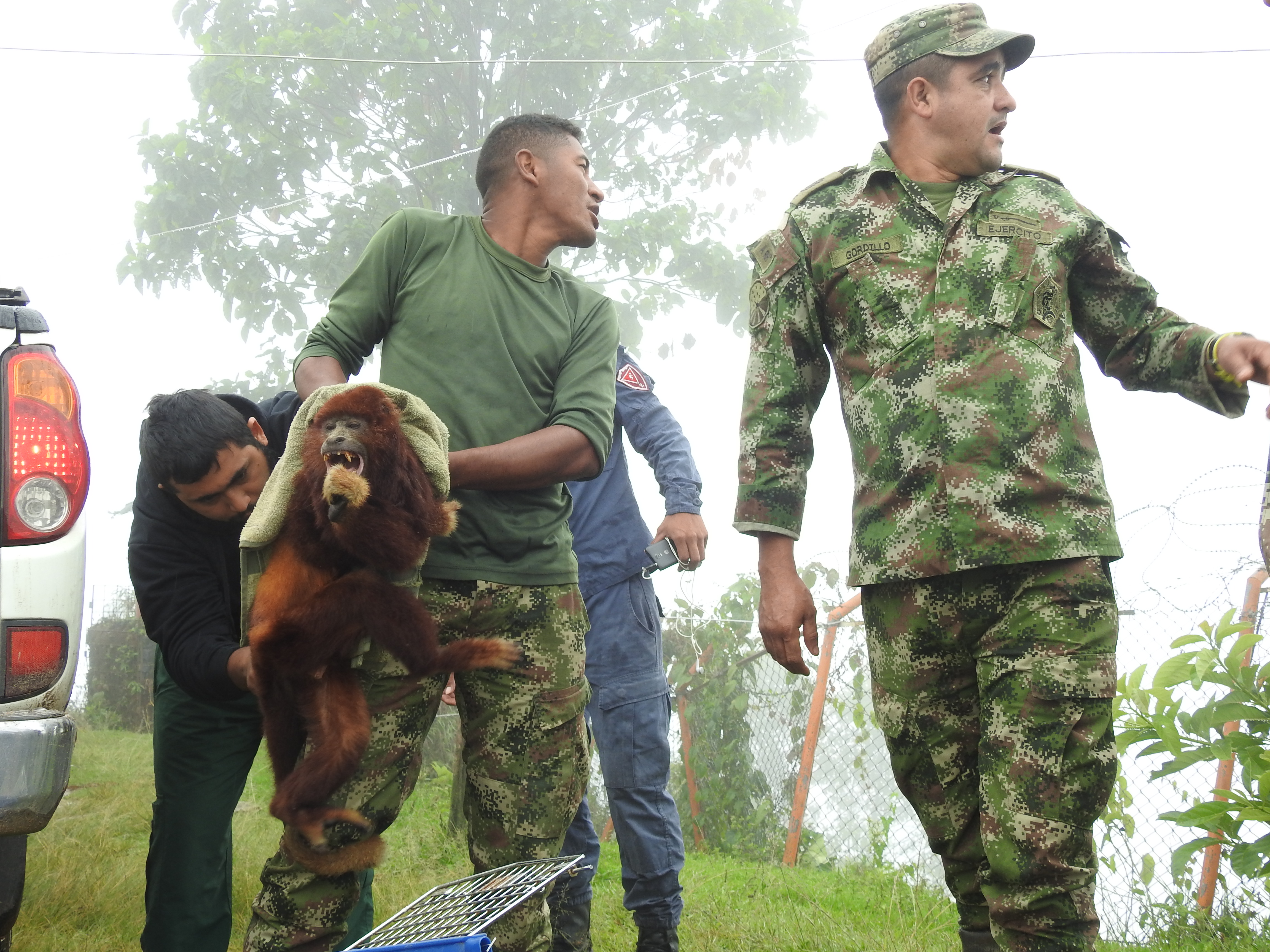 Mono aullador rescatado por el Ejército Nacional y Cortolima lucha por sobrevivir