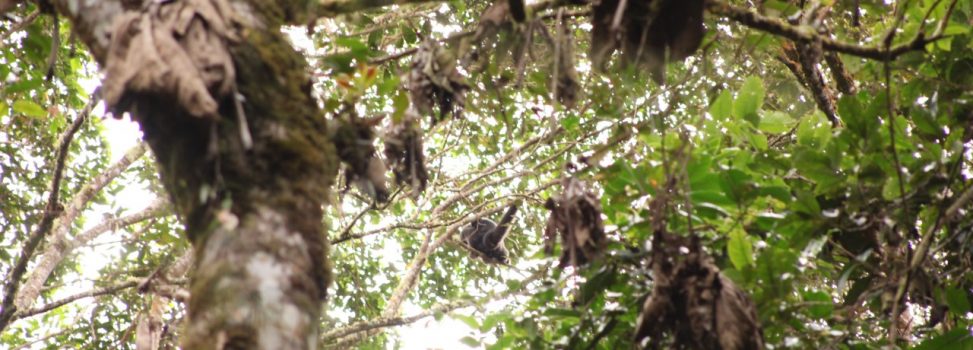 Primer avistamiento del mico lagothrix lagotricha “Churuco” en el Tolima