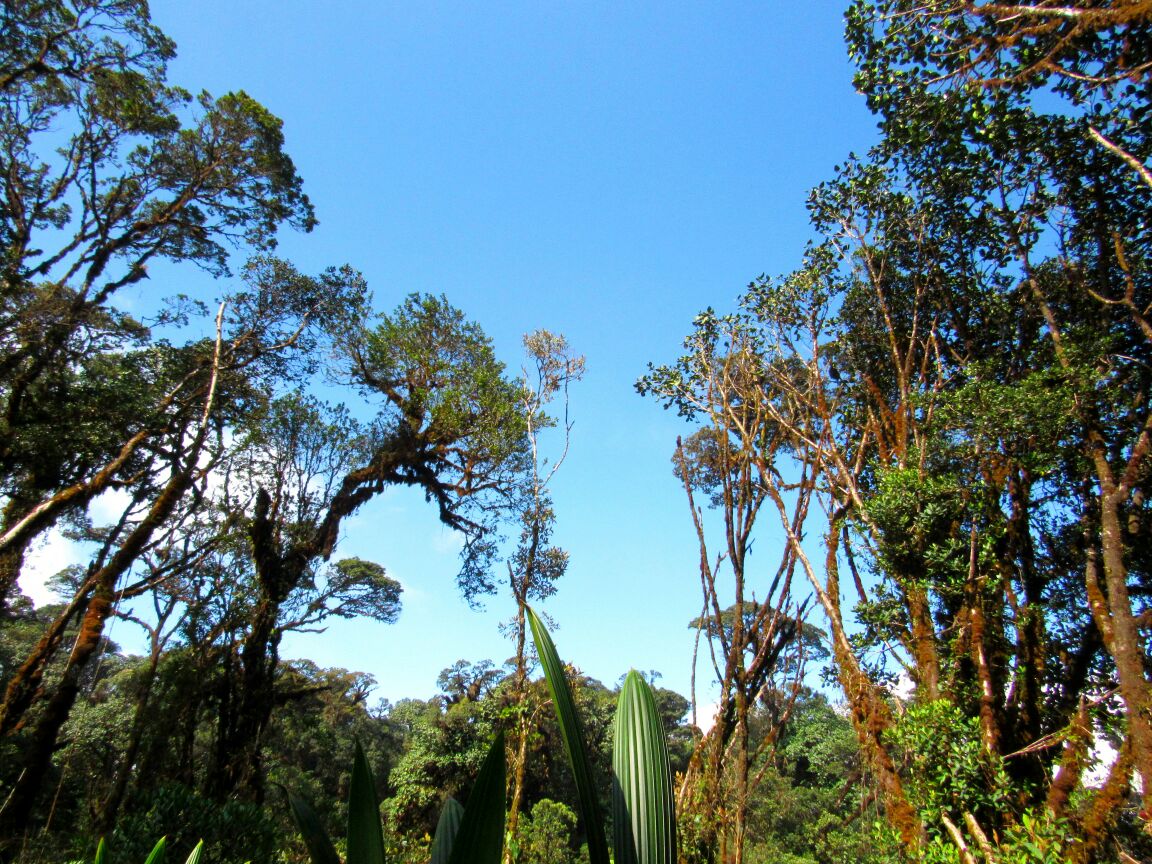 Parque Natural Regional ‘Bosque de los Guayupes’, fue declarado Área Protegida