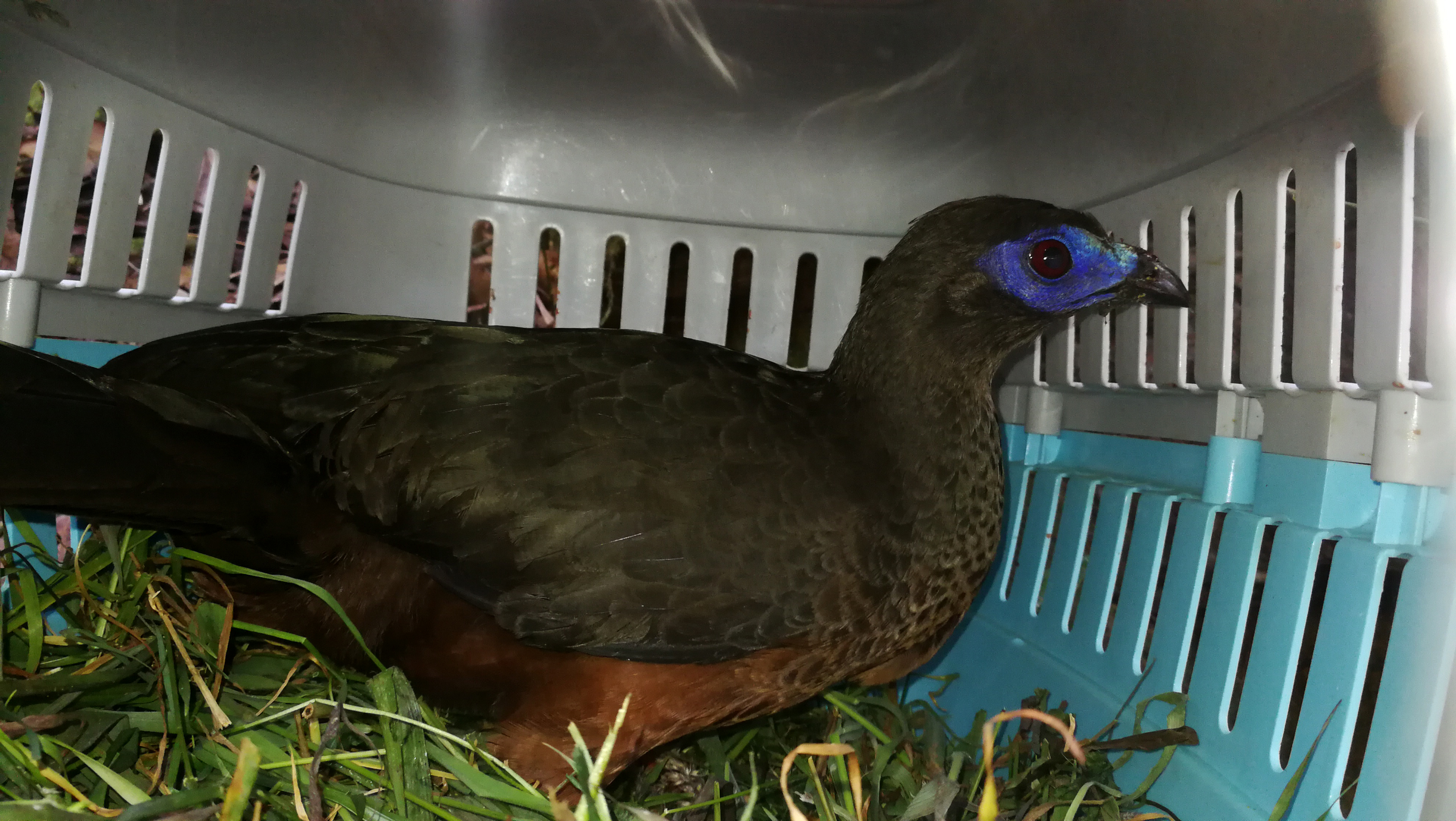 Un Zorro y una Pava pasarán navidad en su hábitat natural