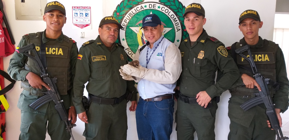 CVC Y POLICÍA RESCATAN A UN TIGRILLO Y CUATRO ZARIGUEYAS BEBÉS EN EL ÁGUILA Y CARTAGO