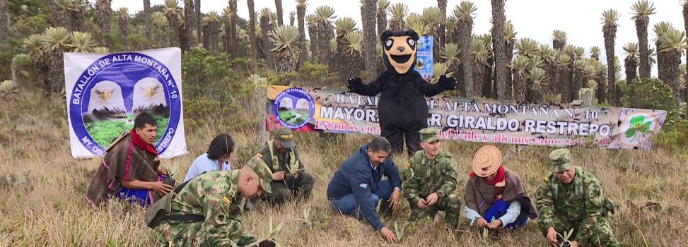 CON SEGUNDA SIEMBRA DE FRAILEJONES, EJÉRCITO Y CVC TRABAJAN POR LA PRESERVACIÓN DE PÁRAMOS