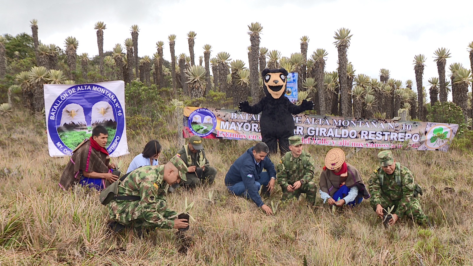 CON SEGUNDA SIEMBRA DE FRAILEJONES, EJÉRCITO Y CVC TRABAJAN POR LA PRESERVACIÓN DE PÁRAMOS