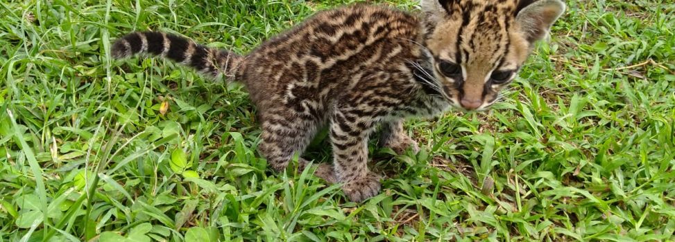 CACHORRO DE TIGRILLO OCELOTE DA SUS PRIMEROS PASOS Y AVANZA EN SU RECUPERACIÓN