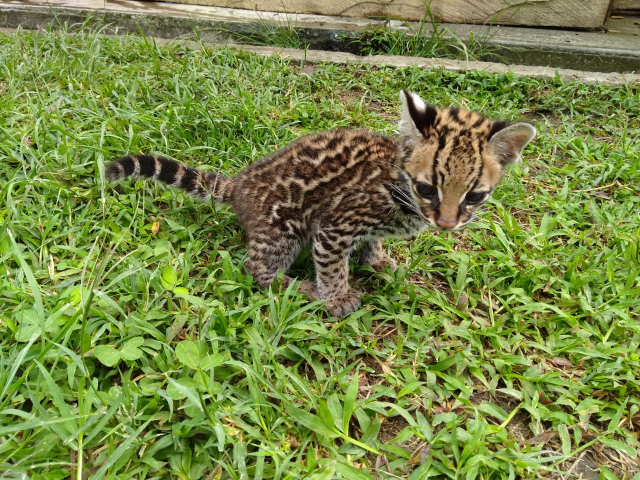 CACHORRO DE TIGRILLO OCELOTE DA SUS PRIMEROS PASOS Y AVANZA EN SU RECUPERACIÓN