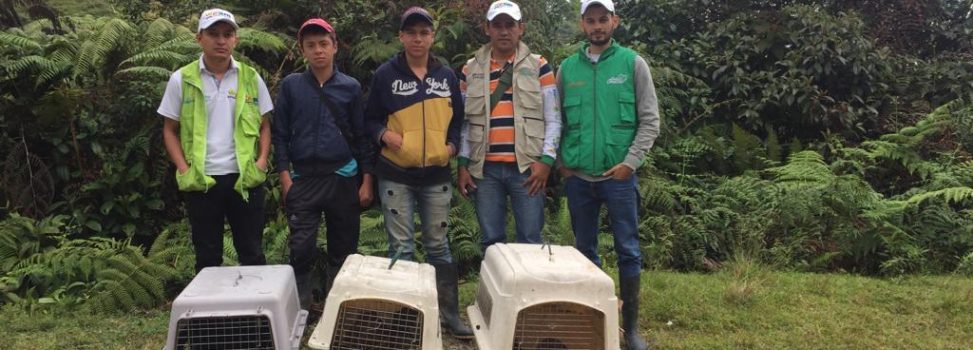 Liberación de fauna silvestre en el Huila