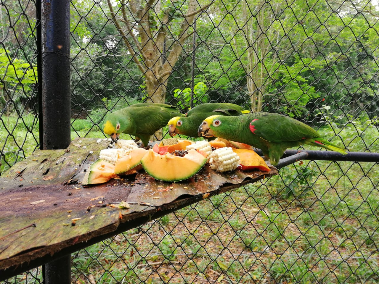 81 ejemplares de fauna silvestre regresaron a la libertad