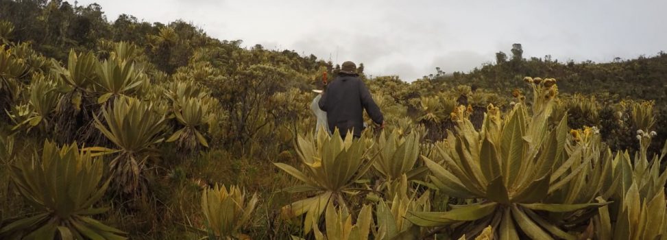 PÁRAMO DEL DUENDE LIBRE DE INTERVENCIÓN HUMANA