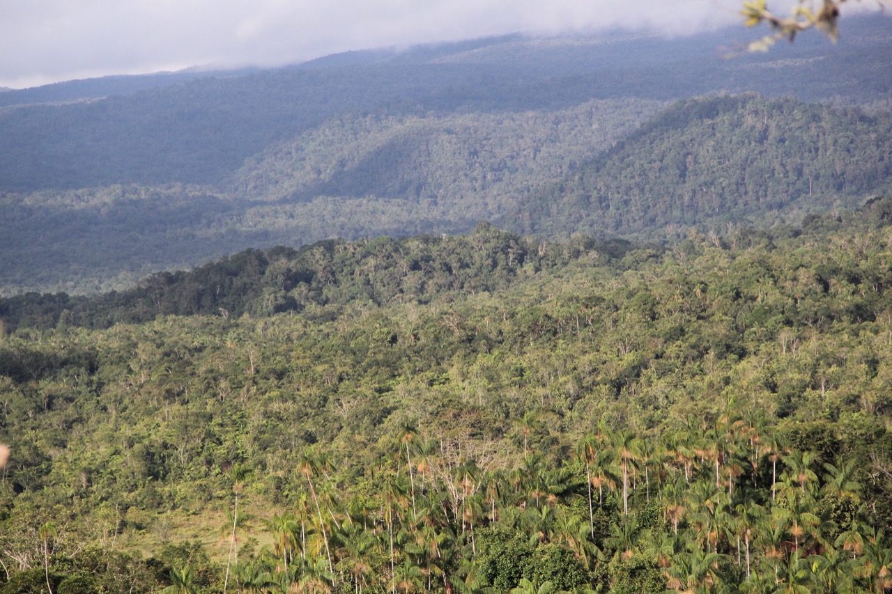 Bosque de Galilea, una riqueza ambiental donde nunca el ser humano había llegado a investigar.