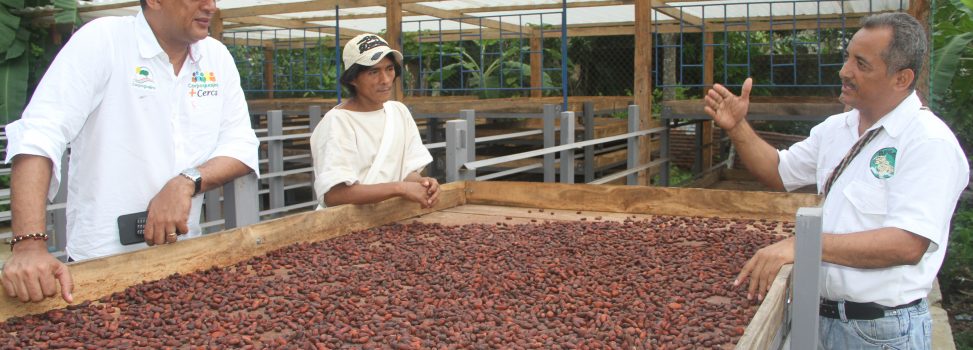 En Dibulla se producen 80 toneladas de cacao orgánico al año