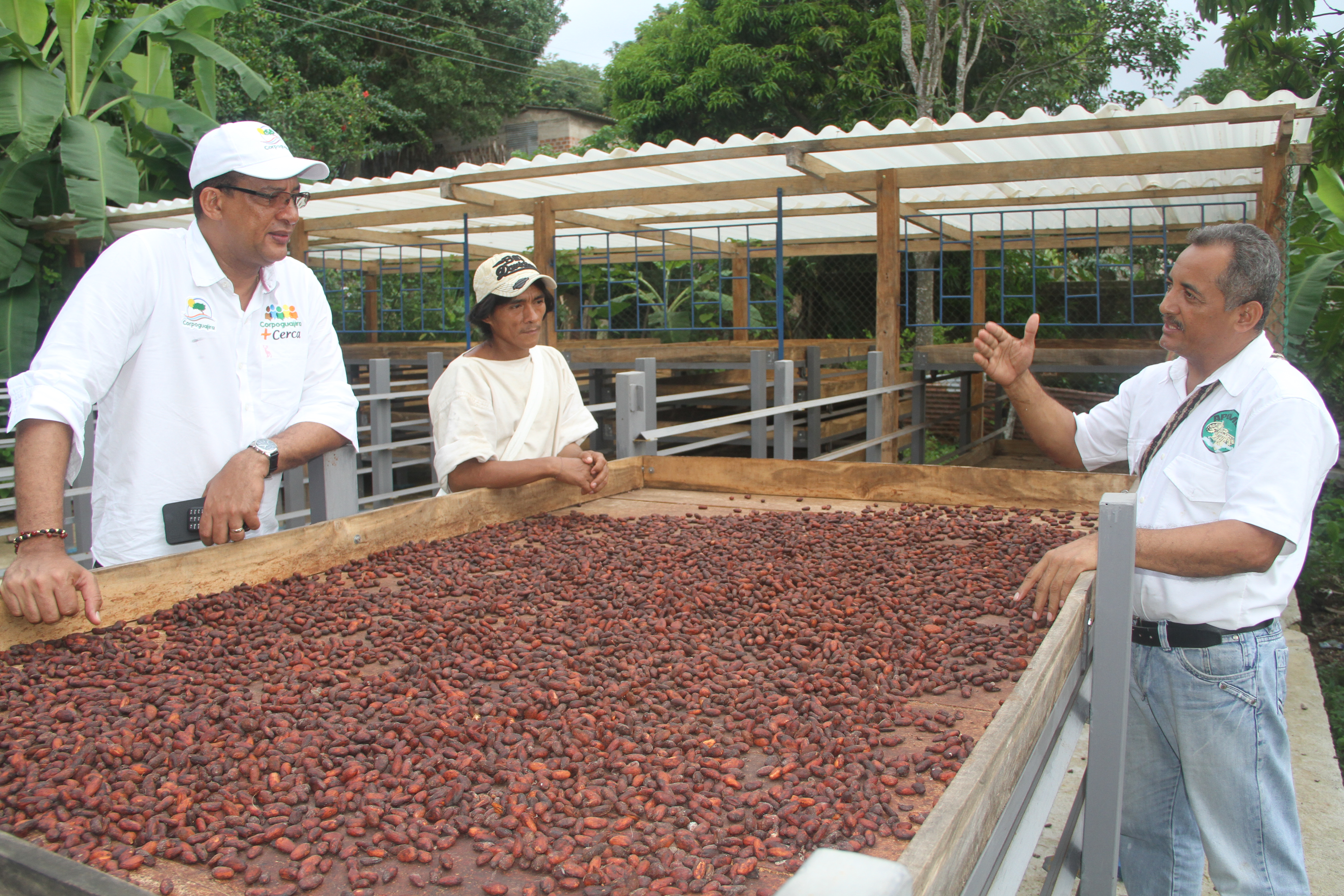 En Dibulla se producen 80 toneladas de cacao orgánico al año