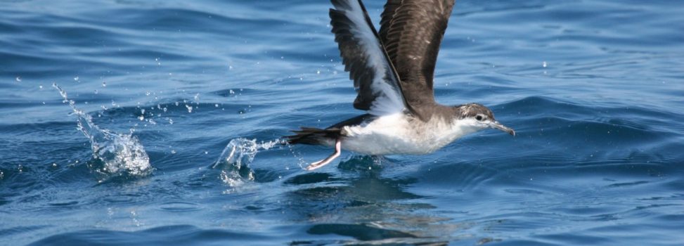 REPORTAN ESPECIE DE AVE QUE NO SE AVISTABA HACE 10 AÑOS EN LA RESERVA DE BIOSFERA SEAFLOWER