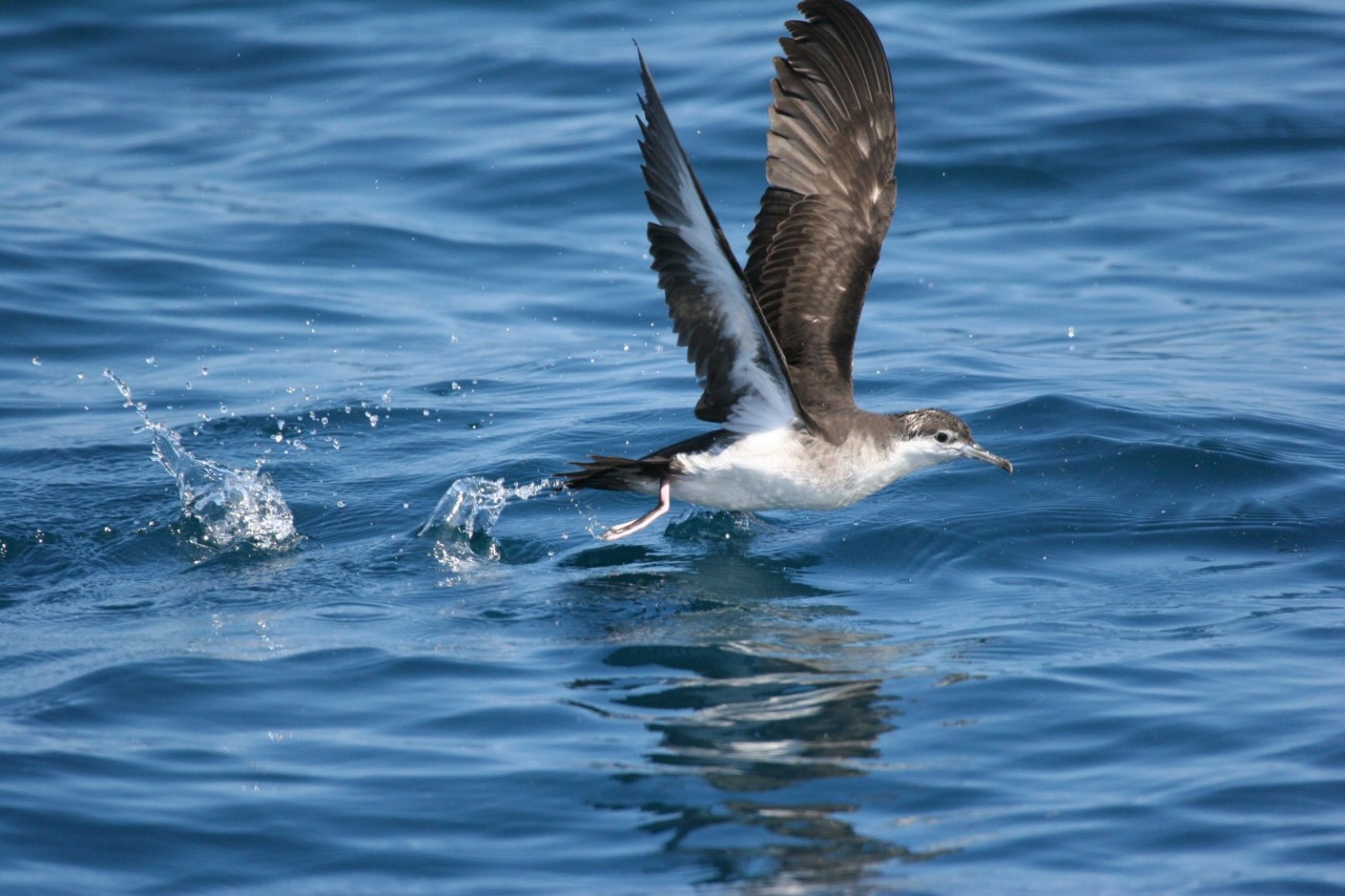 REPORTAN ESPECIE DE AVE QUE NO SE AVISTABA HACE 10 AÑOS EN LA RESERVA DE BIOSFERA SEAFLOWER