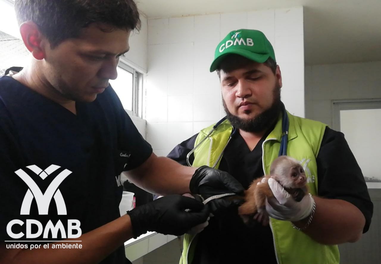 Mono cariblanco dio a luz en el Centro de Atención y Valoración de fauna silvestre