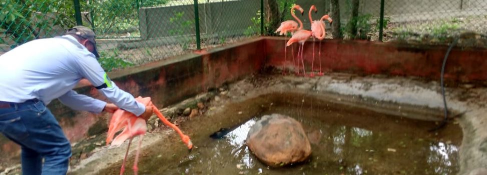 En libertad celebra la fauna silvestre el Día del Medio Ambiente