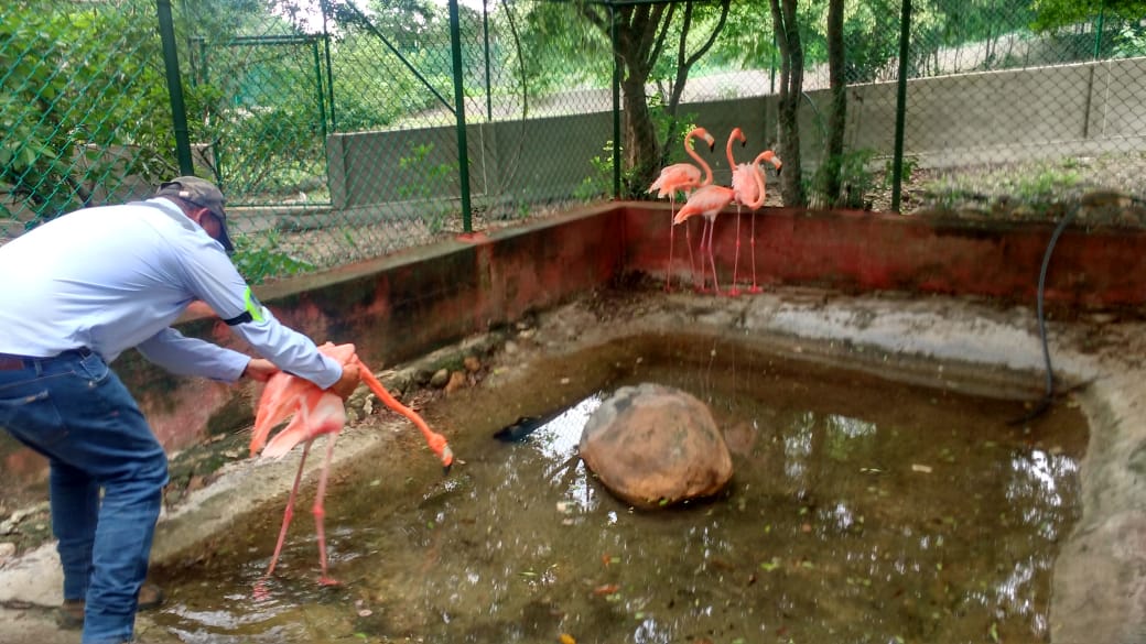 En libertad celebra la fauna silvestre el Día del Medio Ambiente