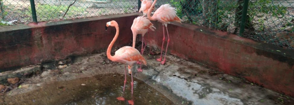 4 Flamencos rosados de regreso a casa por articulación de las CAR