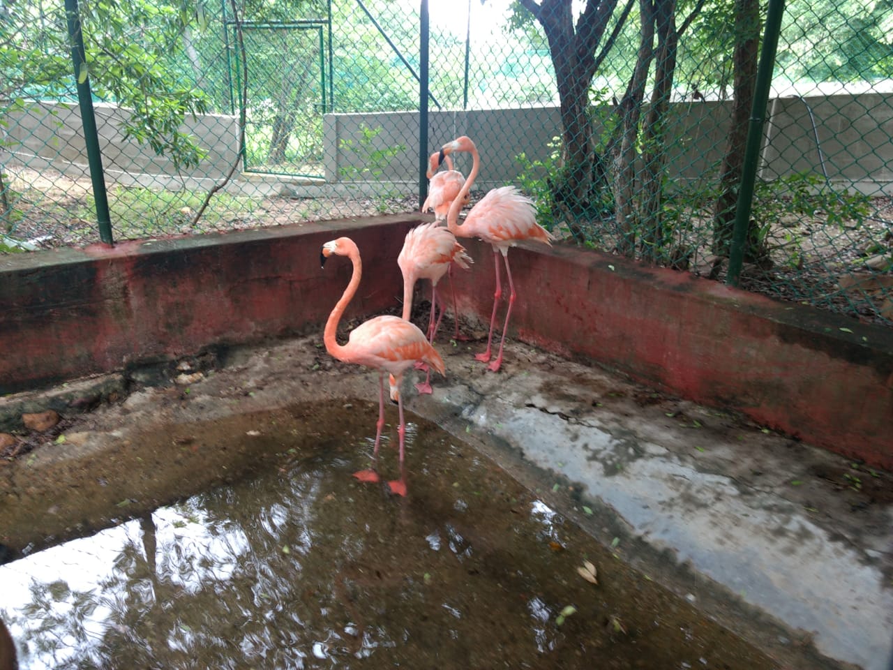 4 Flamencos rosados de regreso a casa por articulación de las CAR