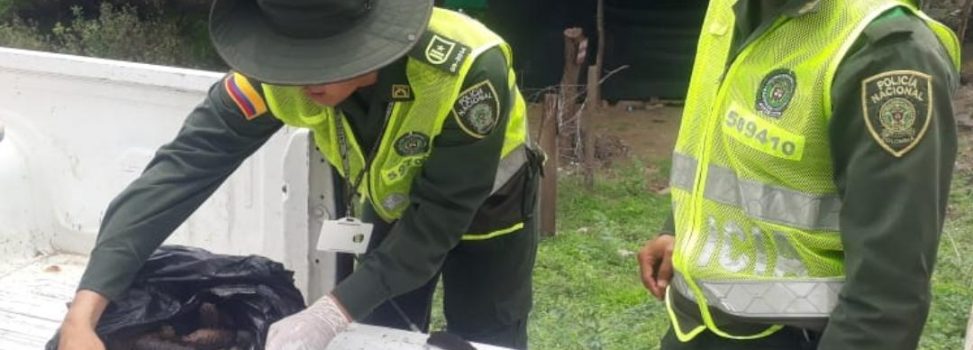 MÁS DE 150 PEPINOS DE MAR FUERON DECOMISADOS POR LA POLICÍA NACIONAL