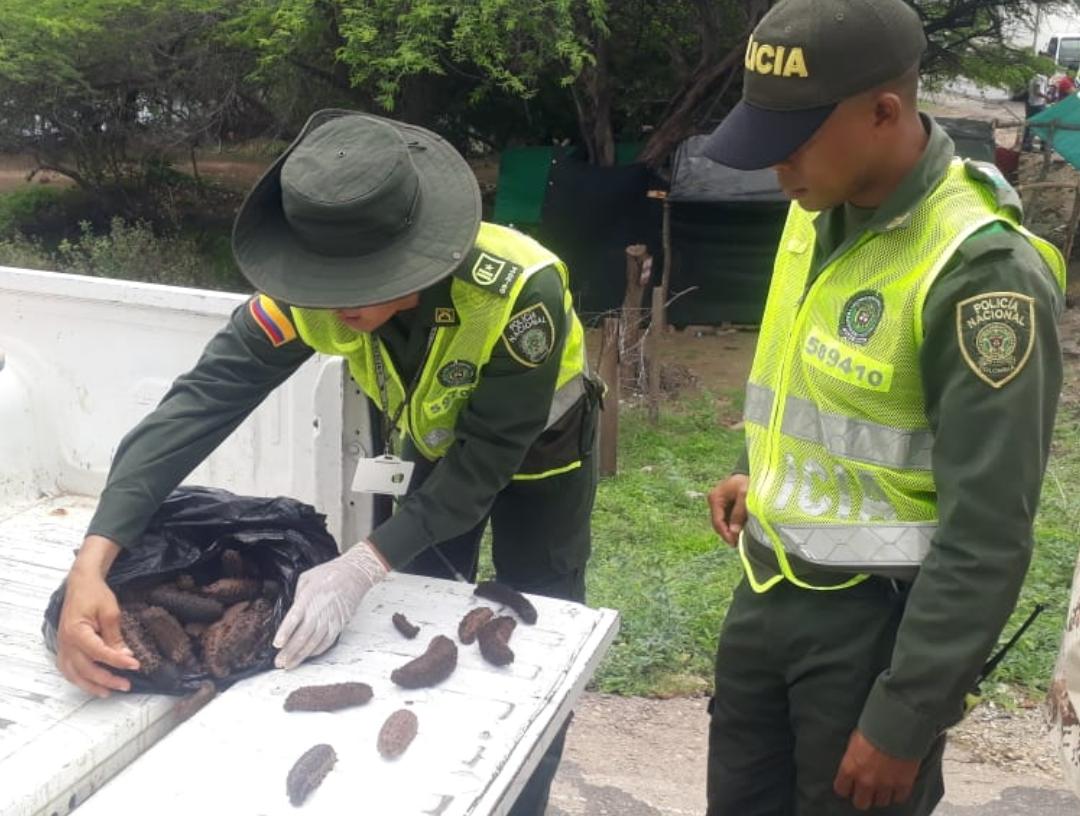 MÁS DE 150 PEPINOS DE MAR FUERON DECOMISADOS POR LA POLICÍA NACIONAL