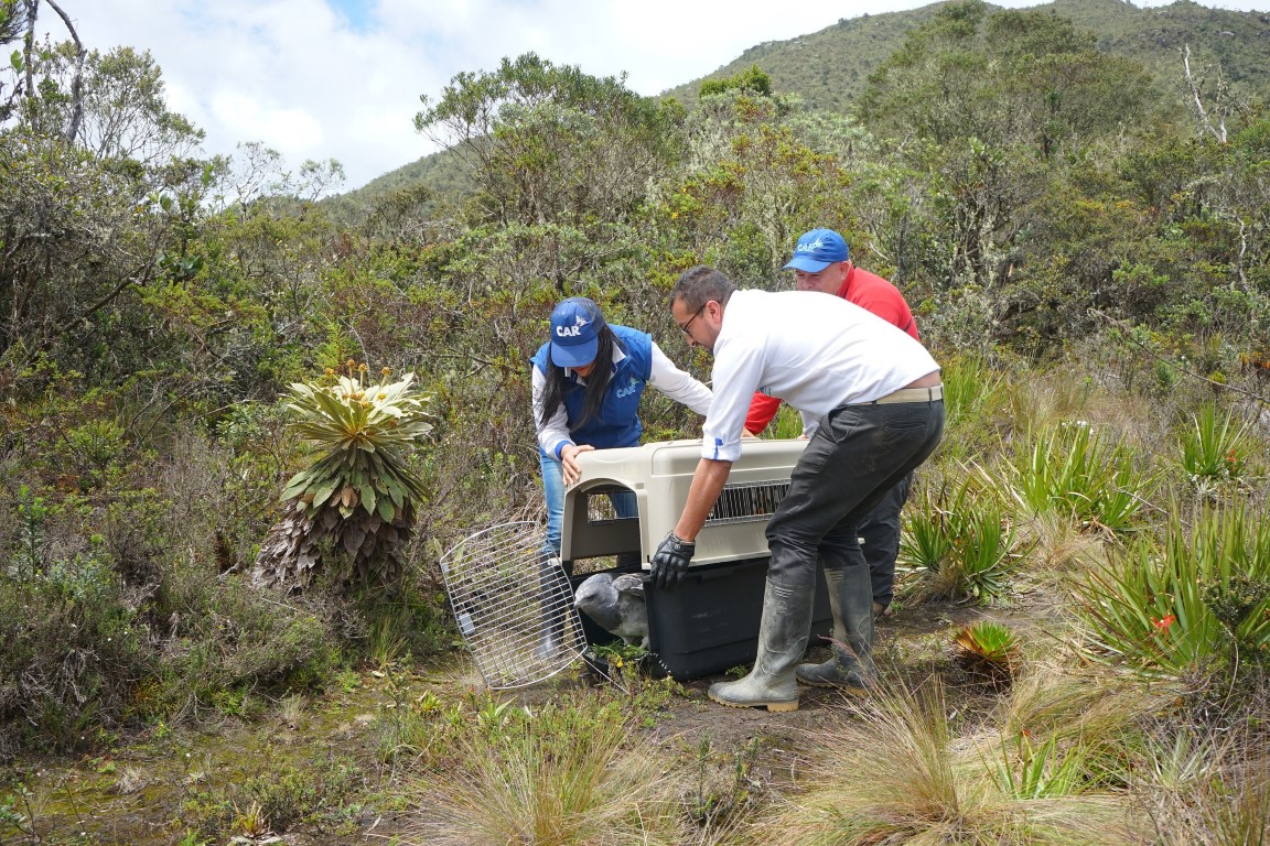 TRES ESPECIES DE FAUNA SILVESTRE REGRESAN A SU HÁBITAT