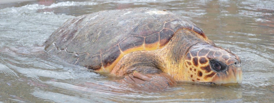 EN POZOS COLORADOS 108 JUVENILES DE TORTUGAS MARINAS NACIDAS EN CAUTIVERIO SERÁN LIBERADAS