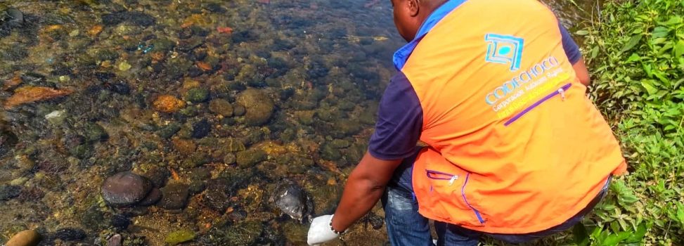 TORTUGAS COMERCIALIZADAS ILEGALMENTE EN EL SAN JUAN FUERON DECOMISADAS Y LIBERADAS POR LA AUTORIDAD AMBIENTAL