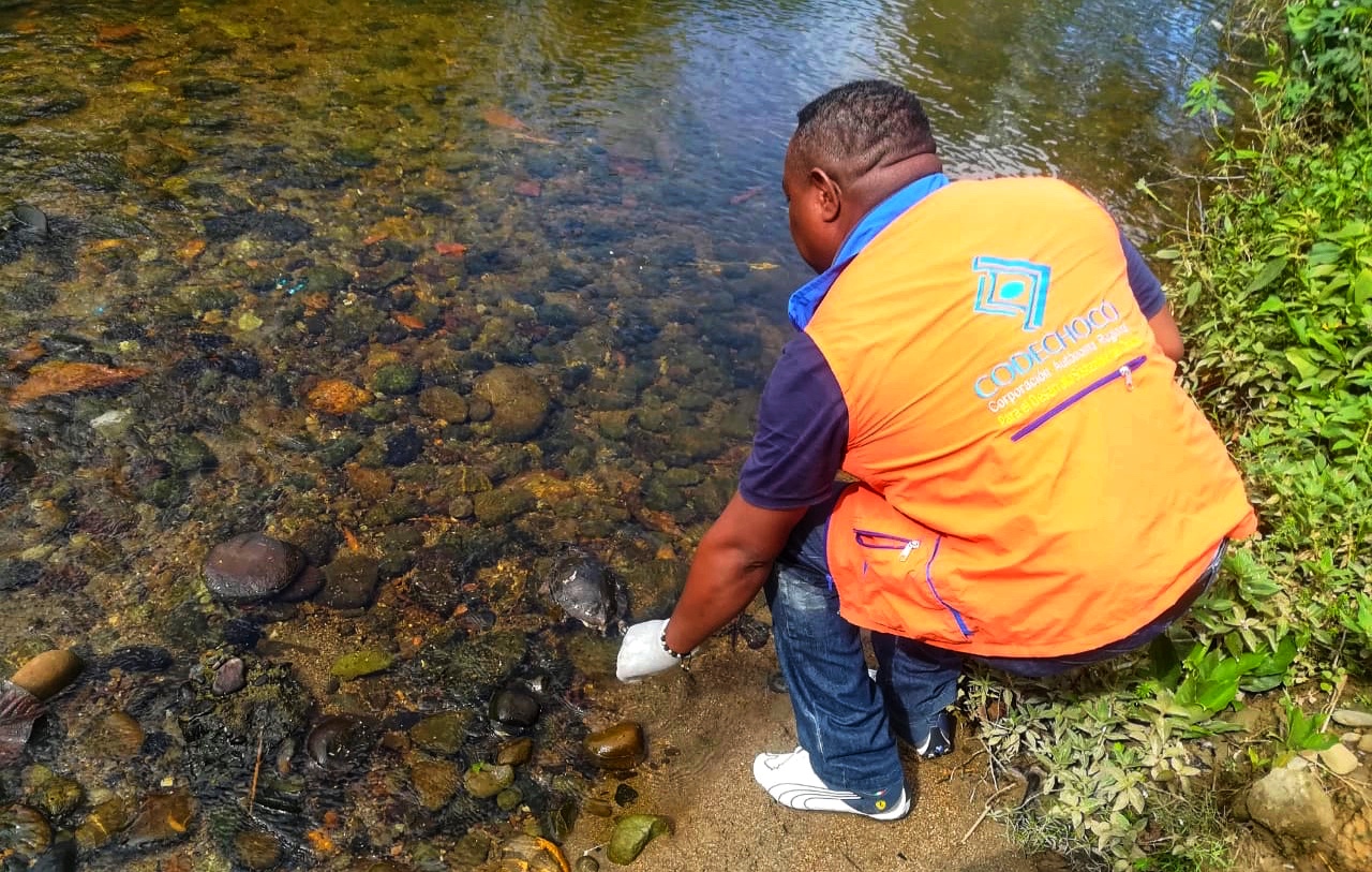 TORTUGAS COMERCIALIZADAS ILEGALMENTE EN EL SAN JUAN FUERON DECOMISADAS Y LIBERADAS POR LA AUTORIDAD AMBIENTAL