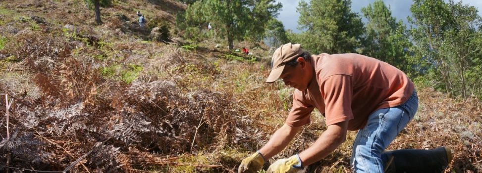 Corpochivor siembra 2500 árboles para reforestar la región