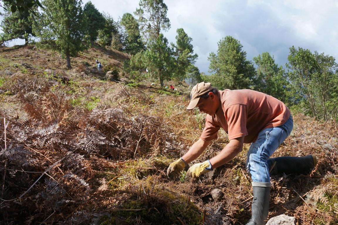 Corpochivor siembra 2500 árboles para reforestar la región