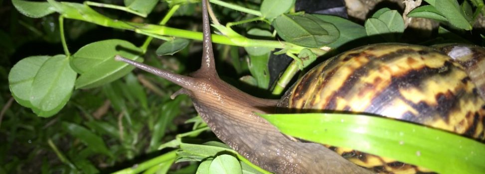 Por temporada de lluvias CORPAMAG ADVIERTE PRESENCIA DEL CARACOL AFRICANO EN EL MAGDALENA