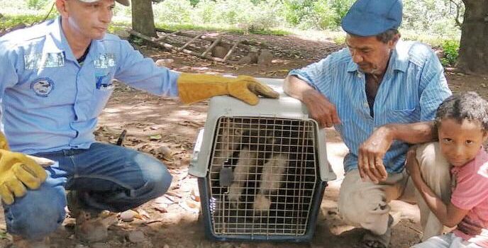 Aferrada al cadáver de su madre, rescatan a un oso palmero