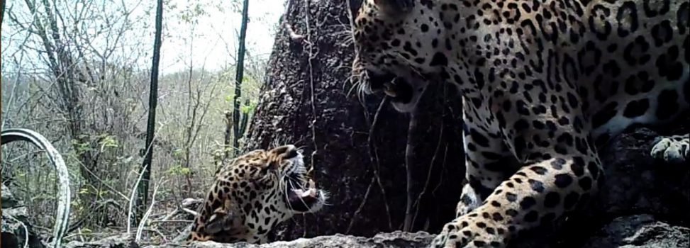 El Cesar líder en la Conservación de ecosistemas estratégicos en el Caribe colombiano