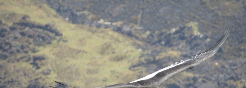 El III Congreso Internacional de Cóndor Andino, primero en Colombia reúne a los mejores especialistas del mundo