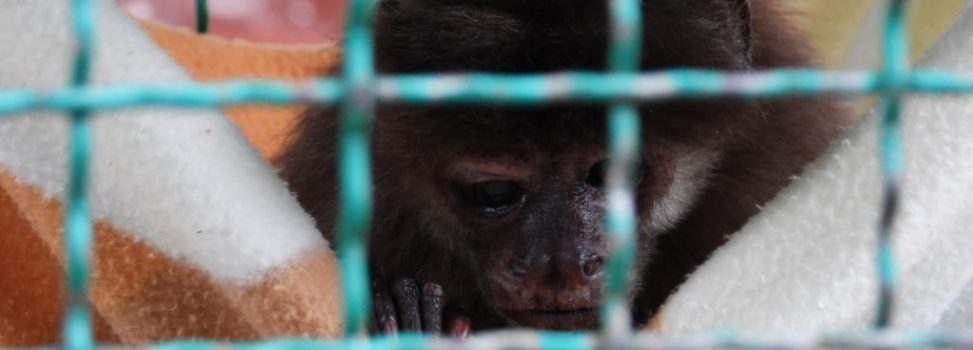 Cortolima trata de salvarle vida a primate que duró 25 años en cautiverio