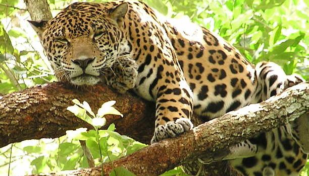 CORPAMAG Y PROCAT IMPULSAN SELLO ‘JAGUAR FRIENDLY’ EN EL MAGDALENA