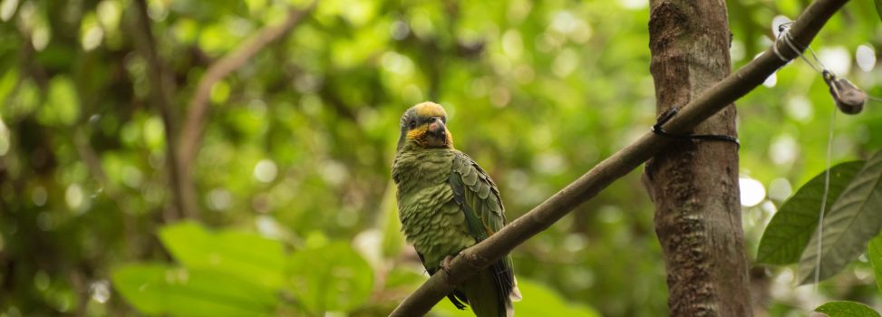 Tras años de cautiverio, 17 loras silvestres volvieron al bosque