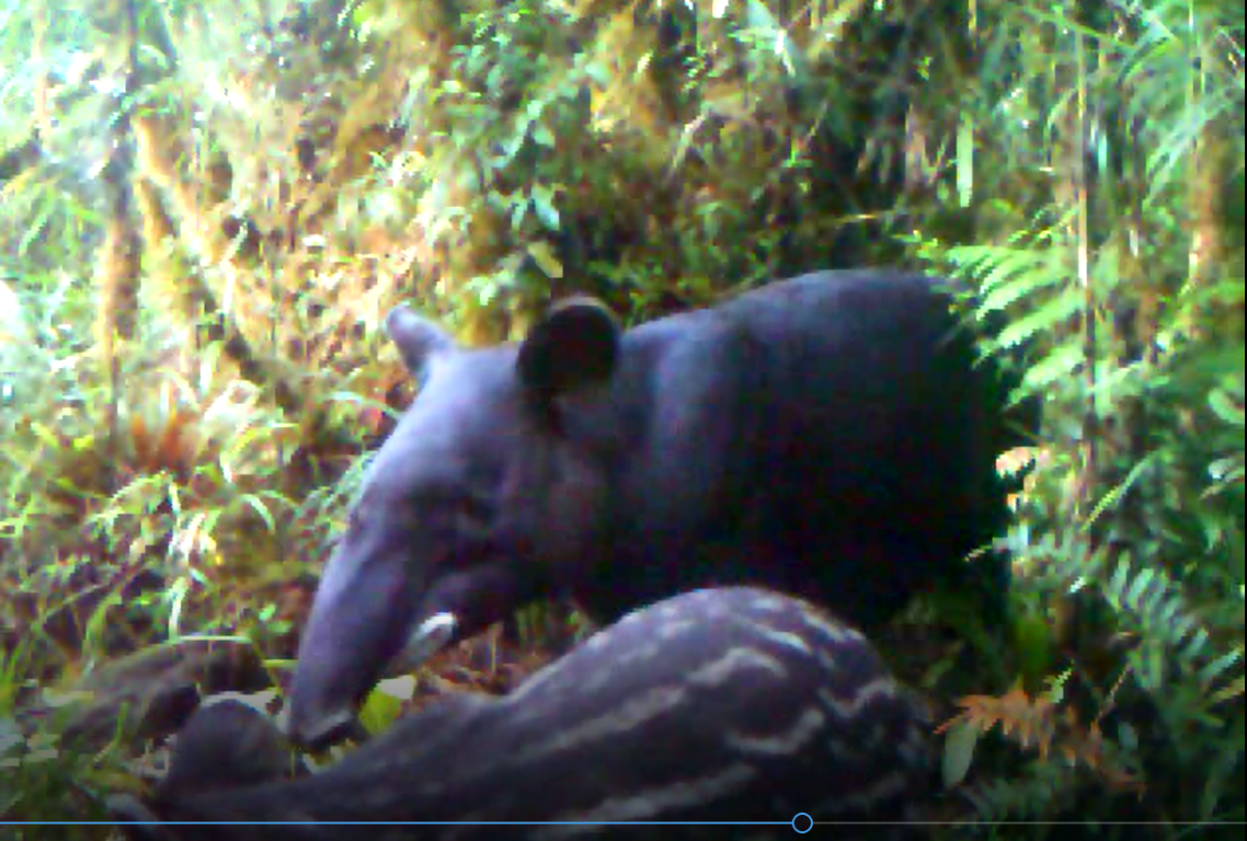 Grandes mamíferos de fauna silvestre son registrados en el sur del Huila