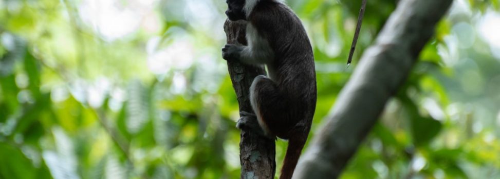 En libertad, titís llevados al Bajo Cauca tuvieron dos crías