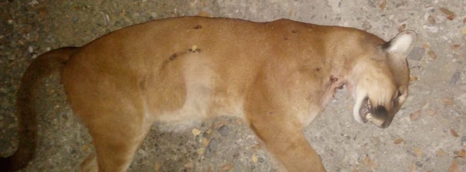 Puma macho fue hallado muerto en el municipio de Belalcázar