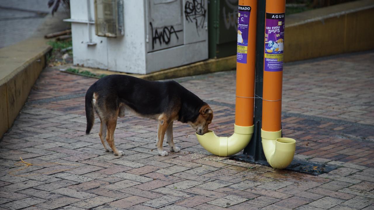 Más de 620 kilos de concentrado se han recogido con la campaña “No están solos”