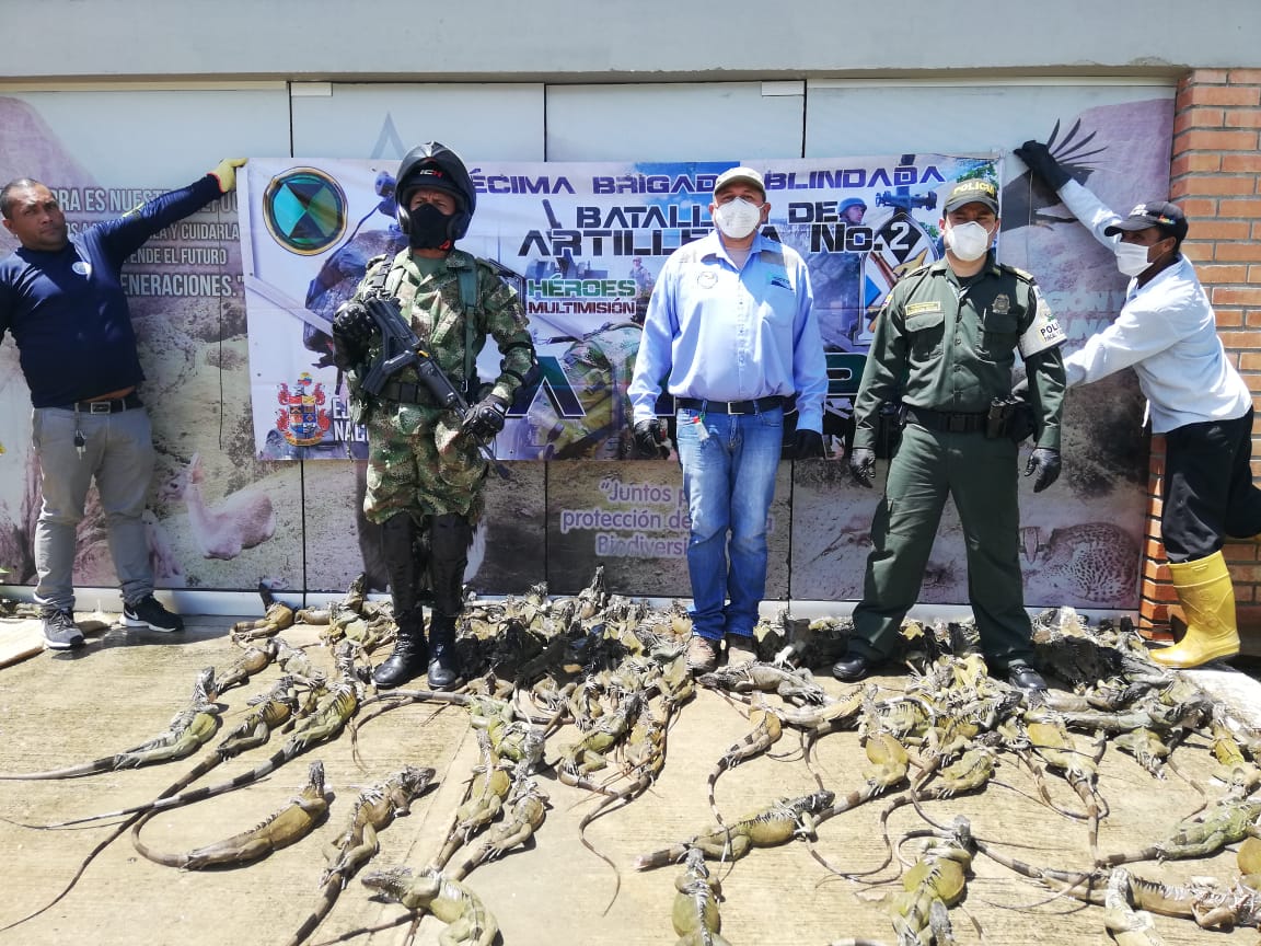 En una operación conjunta desarrollada en el puesto de control del municipio de San Diego por miembros de la Policía Fiscal y Aduanera fueron decomisadas 107 iguanas, que de inmediato fueron entregadas a funcionarios del Centro de Atención y Valoración de Fauna y Flora Silvestre de Corpocesar CAVFFS.