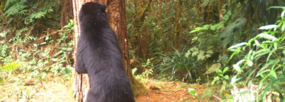 En cuarentena, siguen los avistamientos de osos en el Huila