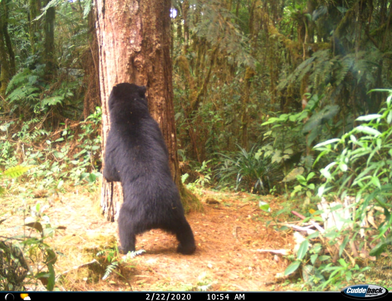 En cuarentena, siguen los avistamientos de osos en el Huila