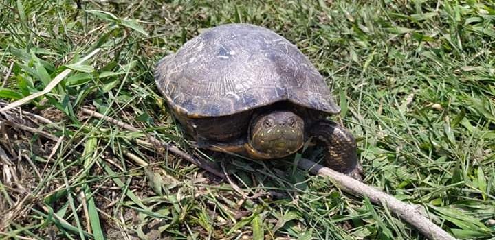 Corporaciones Autónomas recibieron especies de fauna en Semana Santa