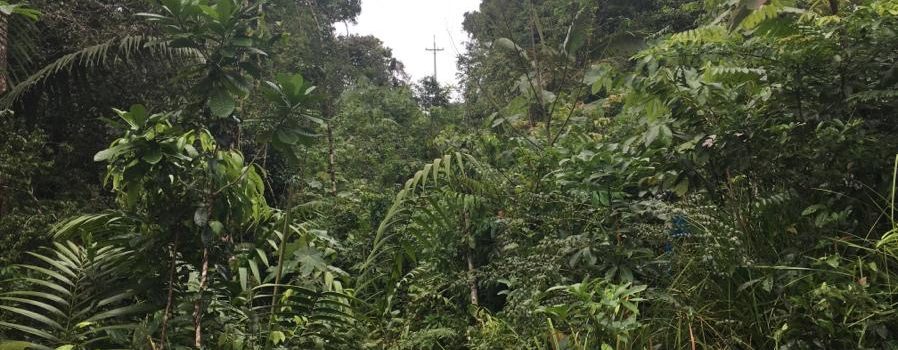 CODECHOCÓ FIRMÓ CONVENIO CON BIOFIX Y AUTORIDADES ÉTNICAS, PARA LA IMPLEMENTACIÓN DEL PROYECTO REDD+, CON EL QUE SE BUSCA LA PROTECCIÓN Y EL USO SOSTENIBLE DE LA BIODIVERSIDAD