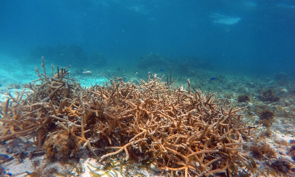 ESTADO DE COLONIAS DE CORAL TRANSPLANTADAS EN LA ZONA DE NO ENTRY LITTLE REEF DEL AMP SEAFLOWER